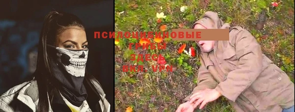 стафф Гатчина